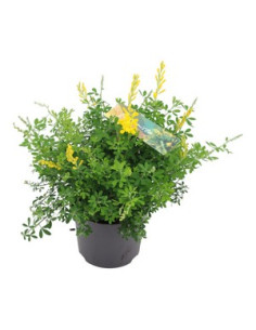 GENISTA T14CM