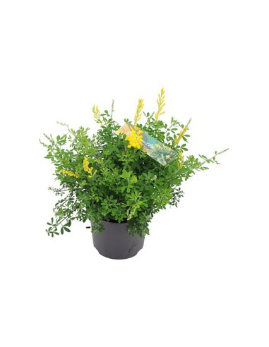 GENISTA T14CM
