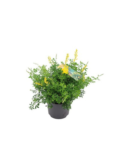 GENISTA T14CM