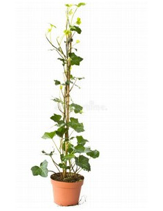 HEDERA HELIX CANYA T2LT VERDA FULLA GRAN