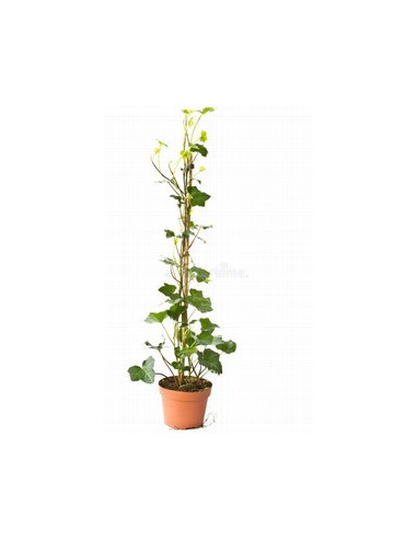 HEDERA HELIX CANYA T2LT VERDA FULLA GRAN
