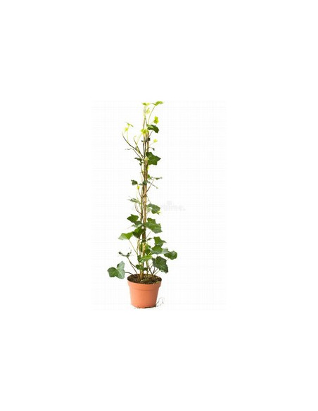 HEDERA HELIX CANYA T2LT VERDA FULLA GRAN