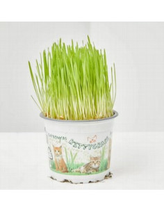 HERBA GATS T11CM  HORDEUM VULGARE