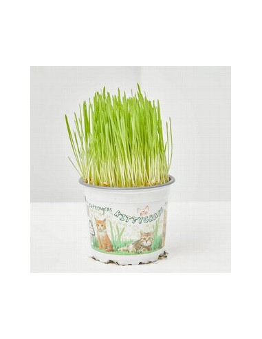 HERBA GATS T11CM  HORDEUM VULGARE