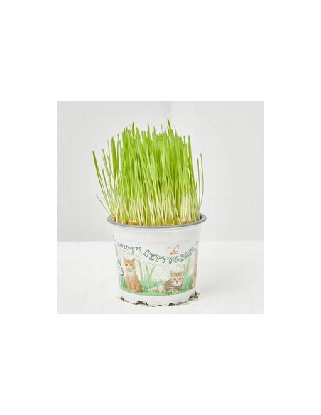 HERBA GATS T11CM  HORDEUM VULGARE
