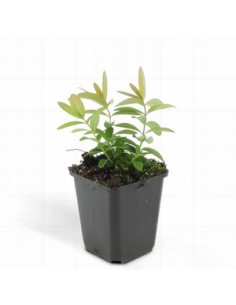 HYPERICUM CALYCINUM T11CM