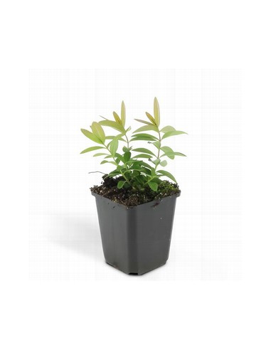 HYPERICUM CALYCINUM T11CM