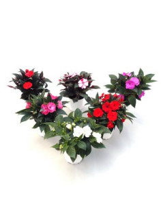 IMPATIENS NEW GUINEA T13CM ALEGRIA GUINEANA