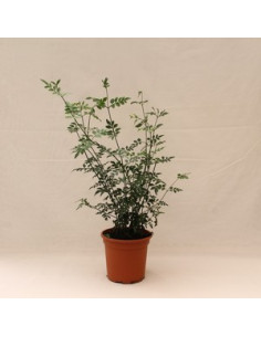 JASMINUM GRANDIFLORUM T13CM