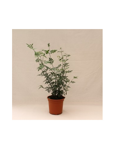 JASMINUM GRANDIFLORUM T13CM