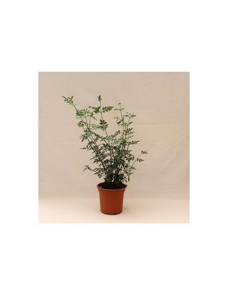 JASMINUM GRANDIFLORUM T13CM