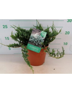 JUNIPERUS HORIZONTALIS BLUE CHIP T2,5LT