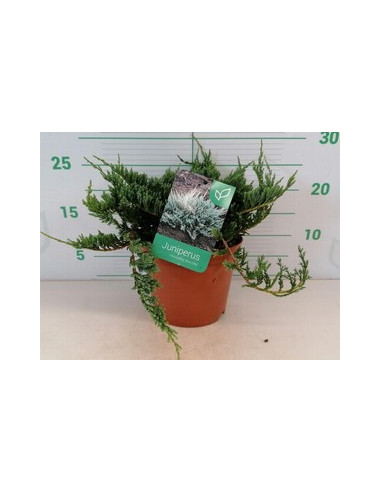 JUNIPERUS HORIZONTALIS BLUE CHIP T2,5LT