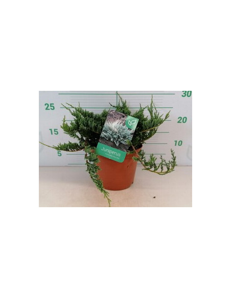 JUNIPERUS HORIZONTALIS BLUE CHIP T2,5LT
