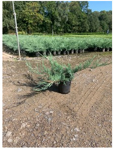 JUNIPERUS PFIT, GLAUCA T3LT