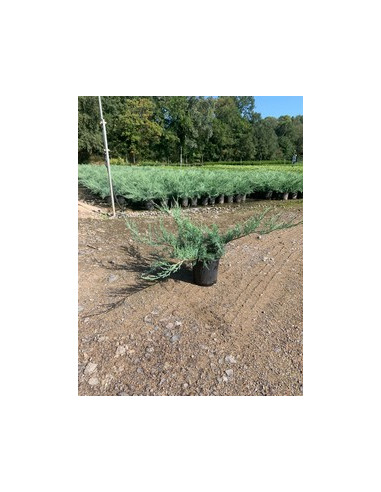 JUNIPERUS PFIT, GLAUCA T3LT