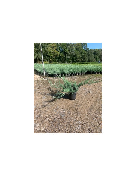 JUNIPERUS PFIT, GLAUCA T3LT