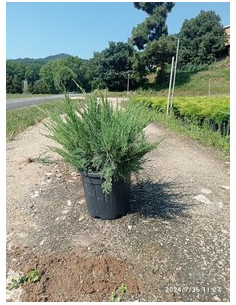 JUNIPERUS PFITZERIANA MINT JULEP T10LT
