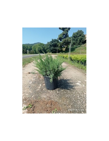 JUNIPERUS PFITZERIANA MINT JULEP T10LT