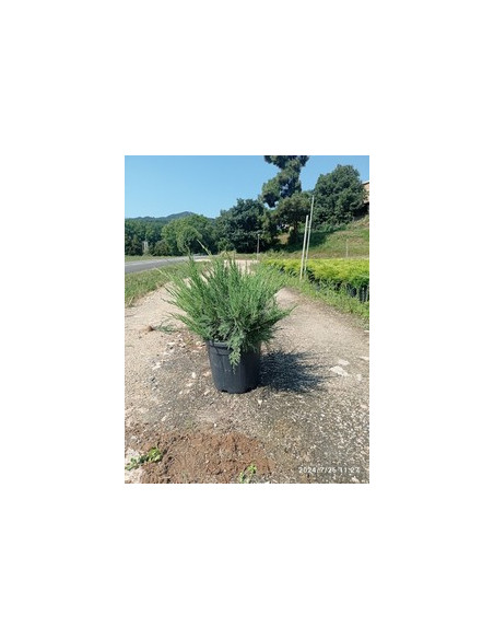 JUNIPERUS PFITZERIANA MINT JULEP T10LT