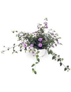 LANTANA MONTEVIDENSIS T1LT