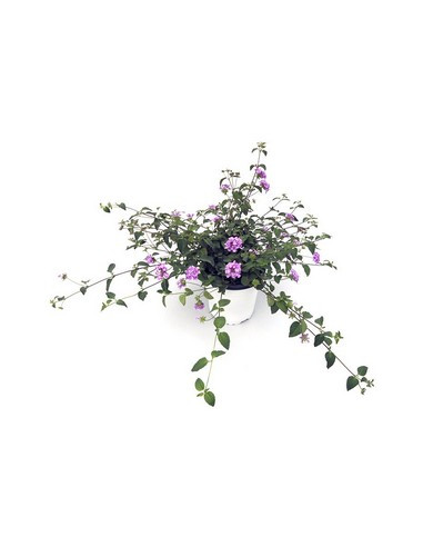 LANTANA MONTEVIDENSIS T1LT