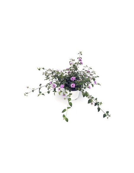 LANTANA MONTEVIDENSIS T1LT