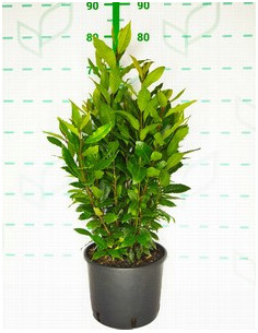 LAURUS NOBILIS T5LT