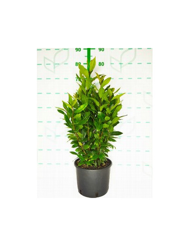 LAURUS NOBILIS T5LT
