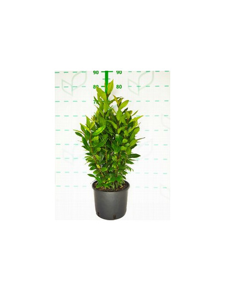 LAURUS NOBILIS T5LT