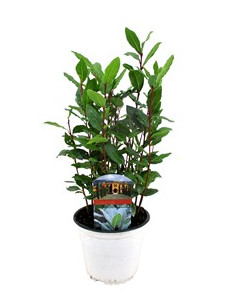 LAURUS NOBILIS T14CM
