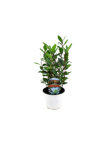 LAURUS NOBILIS T14CM
