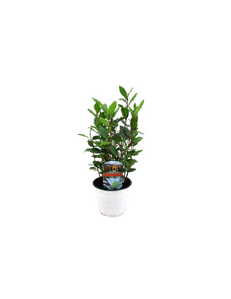 LAURUS NOBILIS T14CM