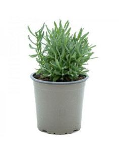 LAVANDA DENTATA T13CM