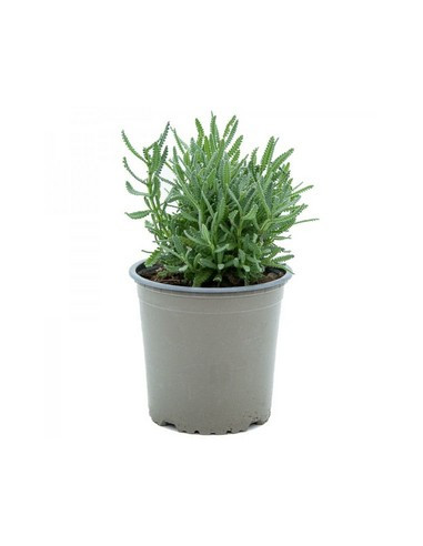 LAVANDA DENTATA T13CM