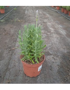 LAVANDA DENTATA T2LT