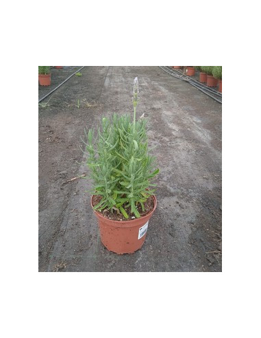 LAVANDA DENTATA T2LT