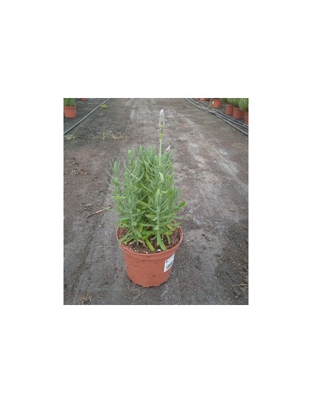 LAVANDA DENTATA T2LT