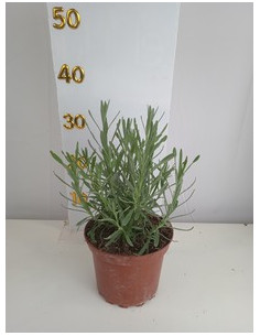 LAVANDA OF.ANGUSTIFOLIA T2LT