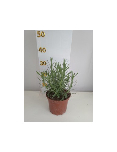 LAVANDA OF.ANGUSTIFOLIA T2LT