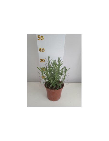 LAVANDA OF.ANGUSTIFOLIA T2LT
