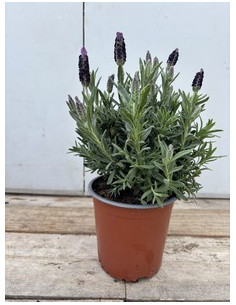 LAVANDA STOECHAS T13CM