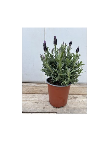 LAVANDA STOECHAS T13CM