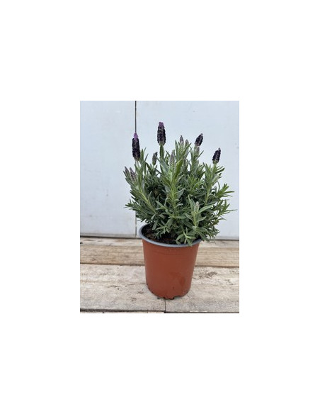 LAVANDA STOECHAS T13CM
