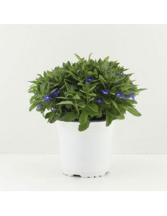 LOBELIA ERINUS T13CM 2