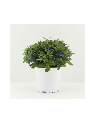 LOBELIA ERINUS T13CM