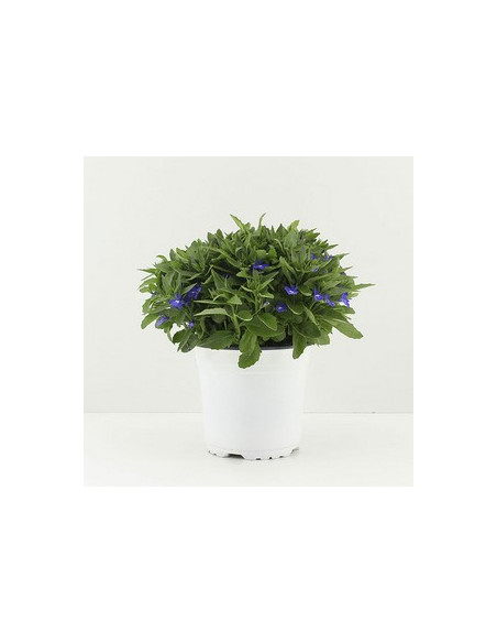 LOBELIA ERINUS T13CM
