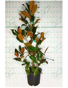 MAGNOLIA GRANDIFLORA 10LT