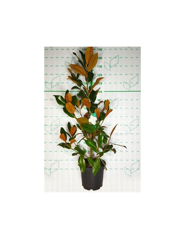 MAGNOLIA GRANDIFLORA 10LT