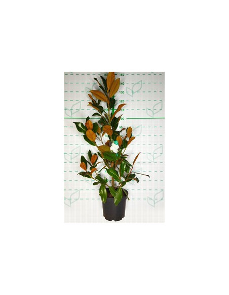 MAGNOLIA GRANDIFLORA 10LT